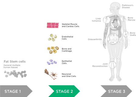 adipose-derived-adult-stem-cells