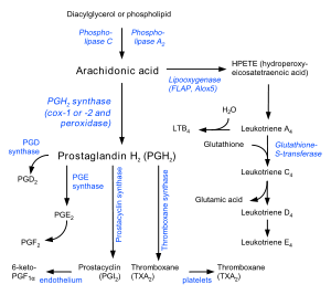 300px-Eicosanoid_synthesis.svg