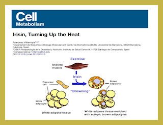 Diapositiva Cell Metabolism