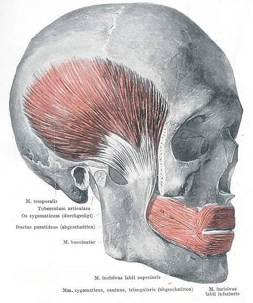 HandAtlas_buccinator-temporalis