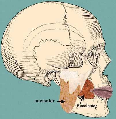 buccinator3