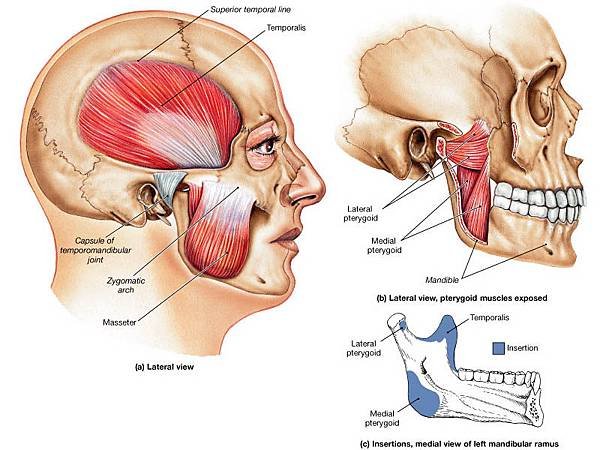 muscles-of-mastication