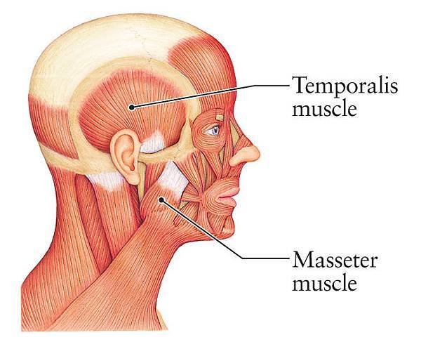 headmuscleFLAT