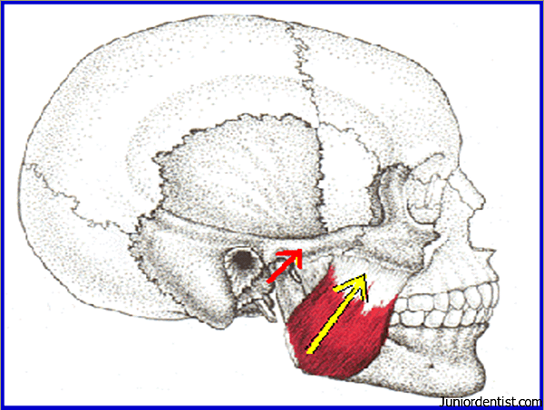 Masseter-Muscle-Function-Elevation-of-Mandible