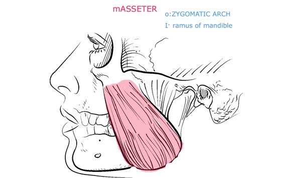 masseter muscle