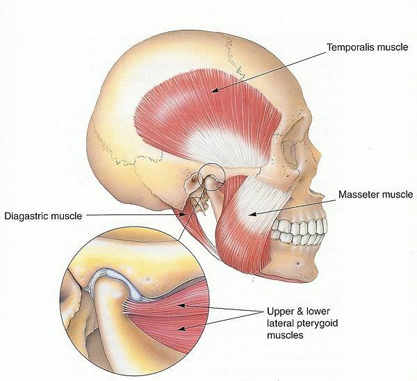 Masseter-or-jaw-muscles