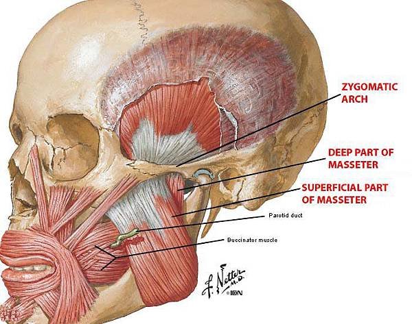 p0050masseter