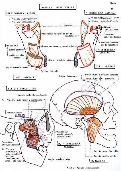 masseter-muscles