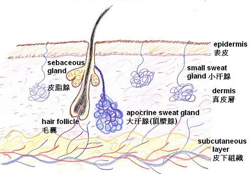 apocrine_gland