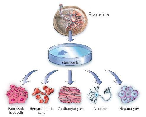 stem_cells_categories