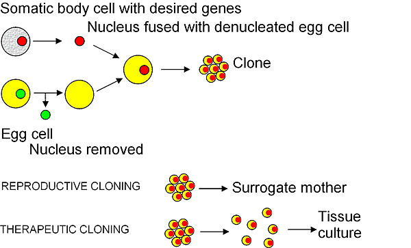 Cloning_diagram_english