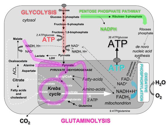 glutaminolysis