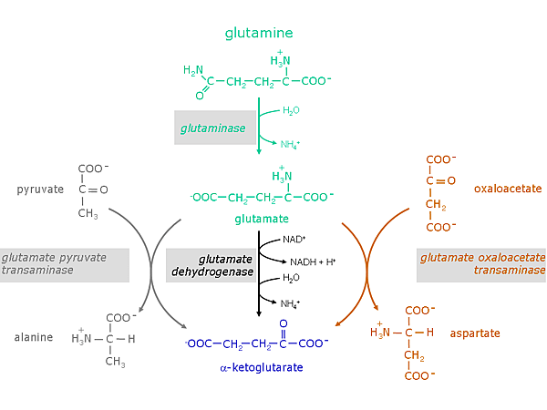 Glutaminolysisengl1