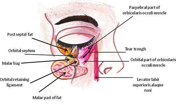 JCutanAesthetSurg_2012_5_4_229_104910_f2