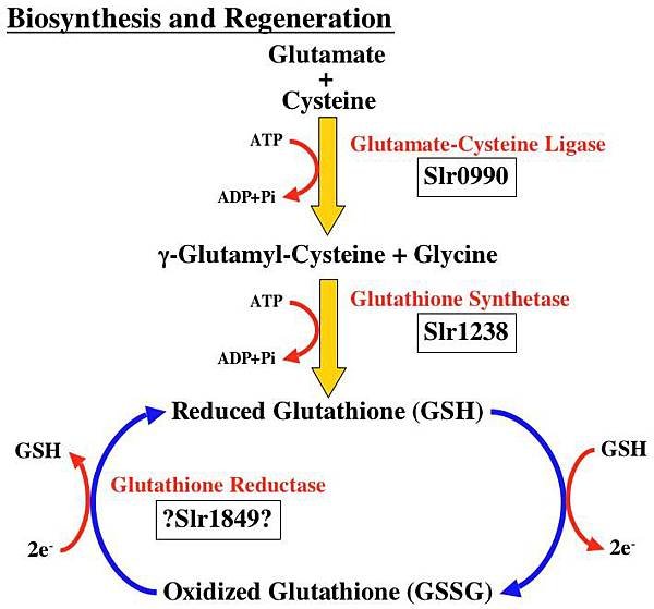 glutathione_synthesis