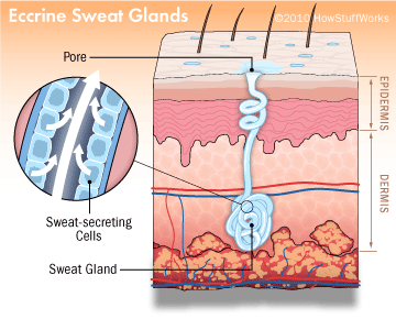 2eccrine-sweat-glands-2