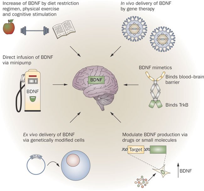 nrneurol.2009.54-f3