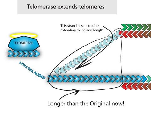 telomerase_extends