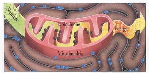 Q10 Mitochondria