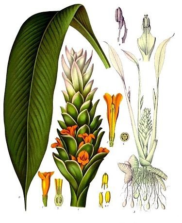 Curcuma_longa_-_Köhler–s_Medizinal-Pflanzen-199