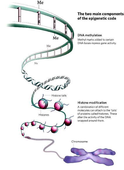 4-i-0c27c68e09fb2c469f20aaad3f1955b9-epigenetics