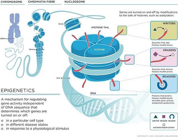 3-rvx_epigenetics