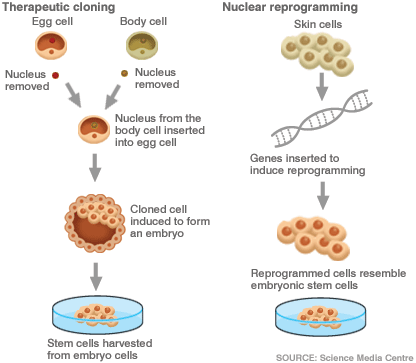 stem cell techniques