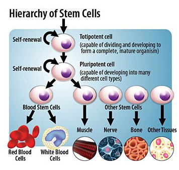 stem-cell-heirarchy-stem-cell-therapy-tratment-for-medical-problems-research-anti-aging-clinic