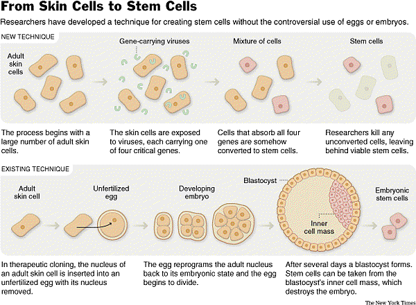 skin-cells-to-stem-cells