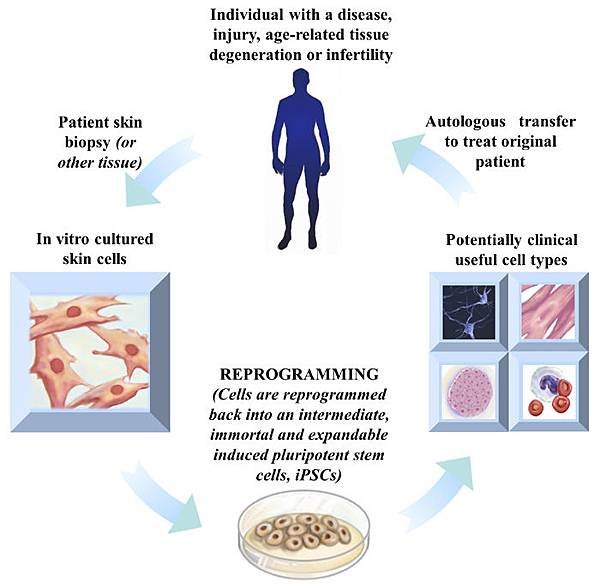 StemCells3-g001