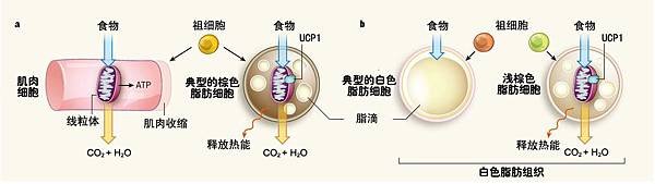 脂肪细胞1