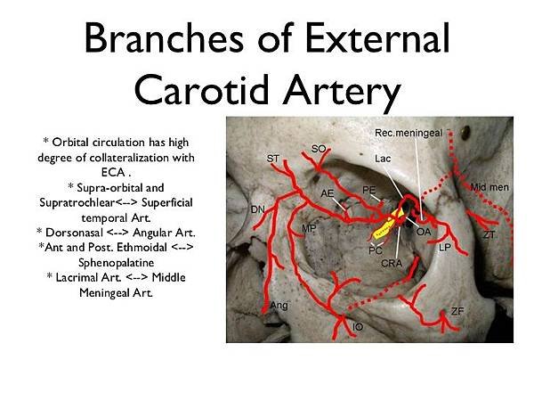 orbital-nerves-and-vessels-23-728