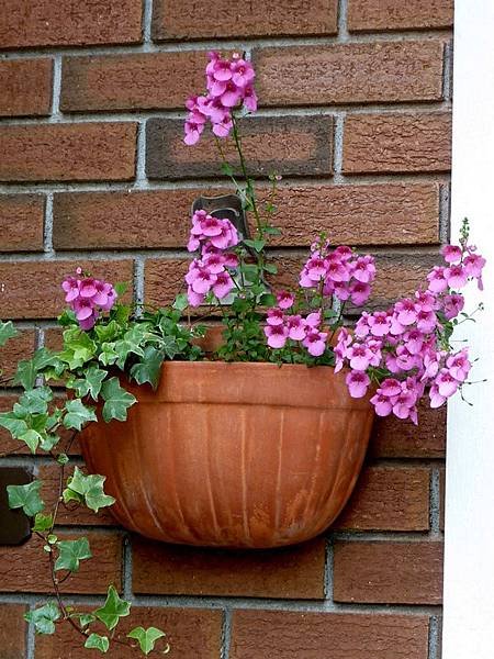 A garden in flower pots13.JPG