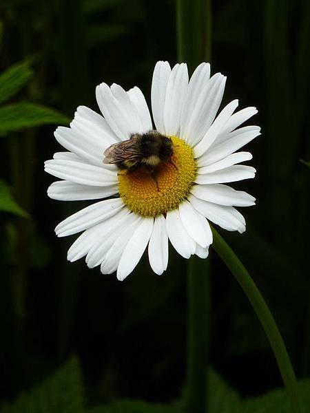 June garden 003.JPG