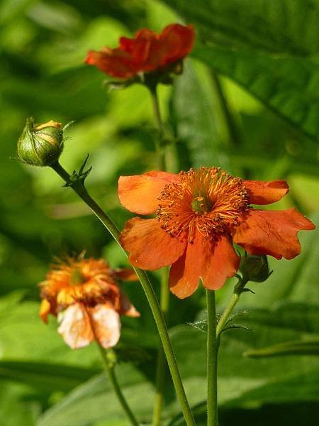 May garden 178.JPG