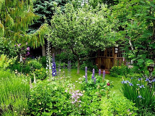 garden in the rain 302.JPG
