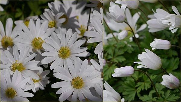 2012-04-12 四月中的花20121