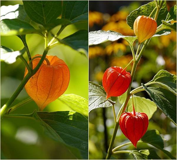 Chinese Lantern