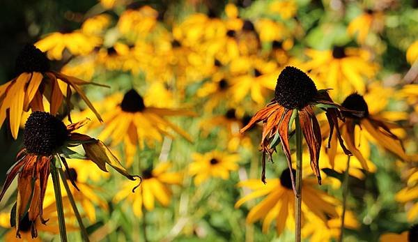 rudbeckia 053