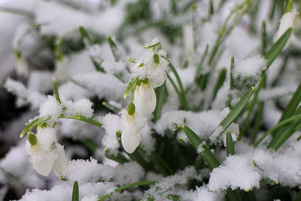 snowdrop