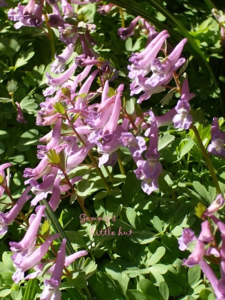 四月初Corydalis.jpg