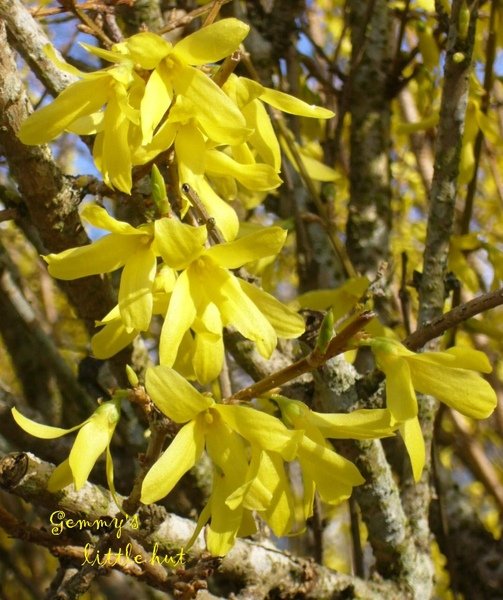 連翹 Forsythia.jpg