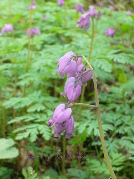 森林入口bleeding heart family.jpg