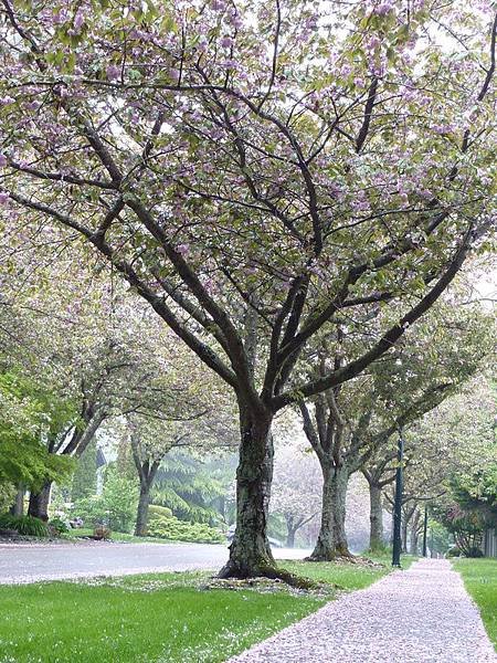 關山櫻花落 028.JPG