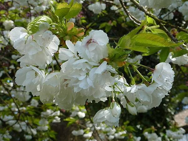 白色櫻花 099.JPG
