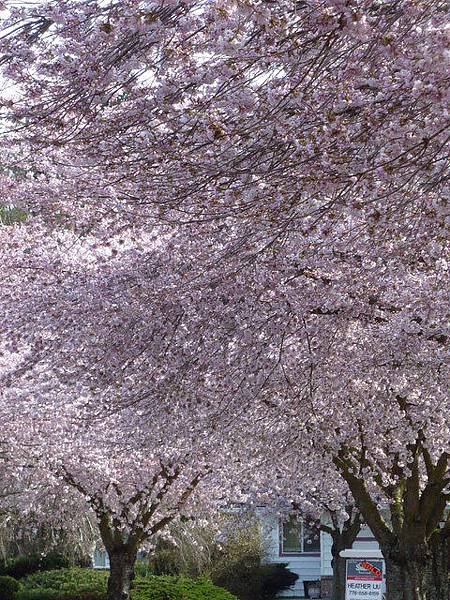 cherry blossom 11.JPG