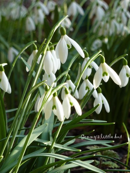 2010 snow drop.jpg