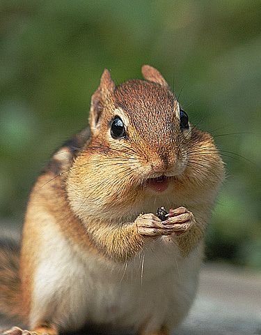 chipmunk4-main_Full.jpg