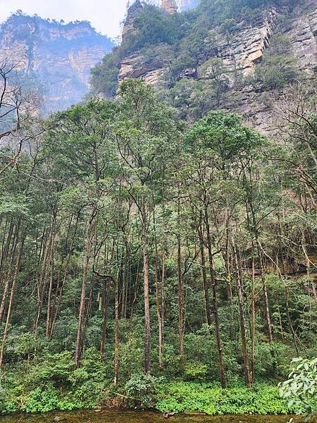 [雪莉丸出遊]2023.12月一個人旅行之湖南長沙張家界順德