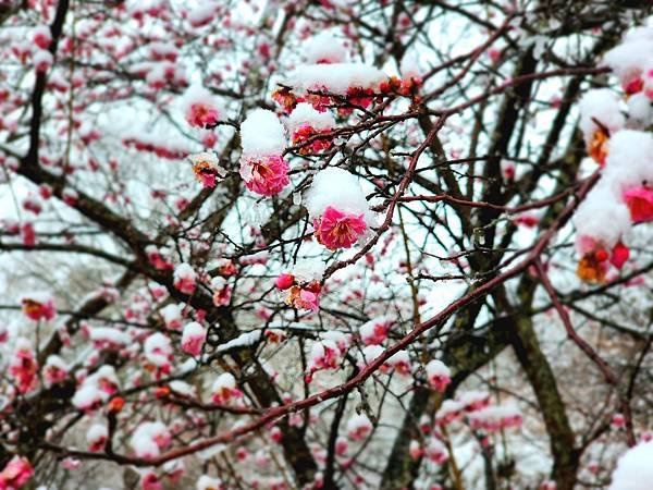 [雪莉丸出遊]2024.2月一個人的日本-河口湖住宿富士ビュ